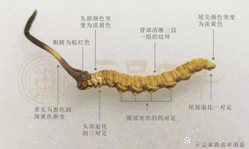 吃苏黄止咳胶囊多久见效-服用苏黄止咳胶囊几天能好网 - 服用苏黄止咳胶囊几天能好呀,服用苏黄止咳胶囊几天能好转